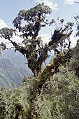 Along the Inca trail we find the highest cloud forest in Peru